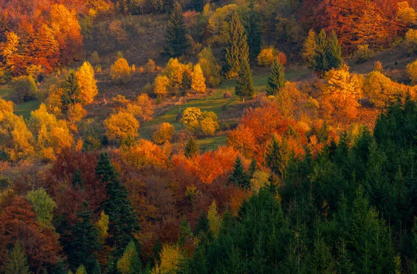 山の中の紅葉の木干し草の山の牧草地 — ストック写真