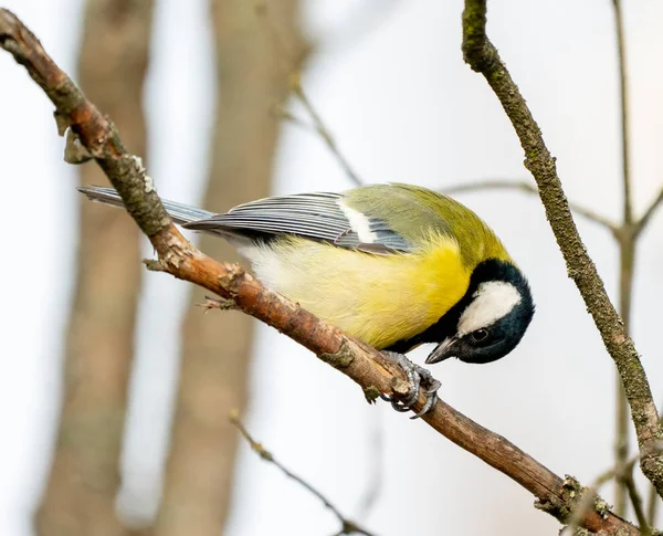 Gran teta o pájaro de vientre amarillo — Foto de Stock