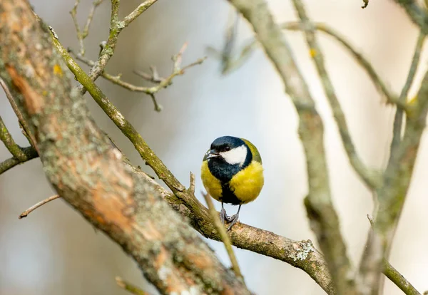 Gran teta o pájaro de vientre amarillo — Foto de Stock