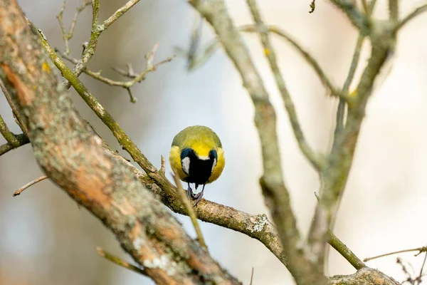 Great tit or yellow-bellied tit bird — Stockfoto
