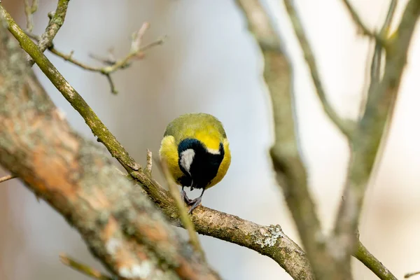 Great tit or yellow-bellied tit bird — Stockfoto