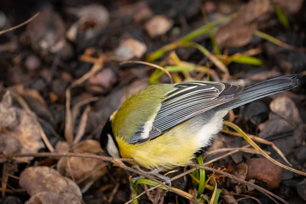 Gran teta o pájaro de vientre amarillo — Foto de Stock