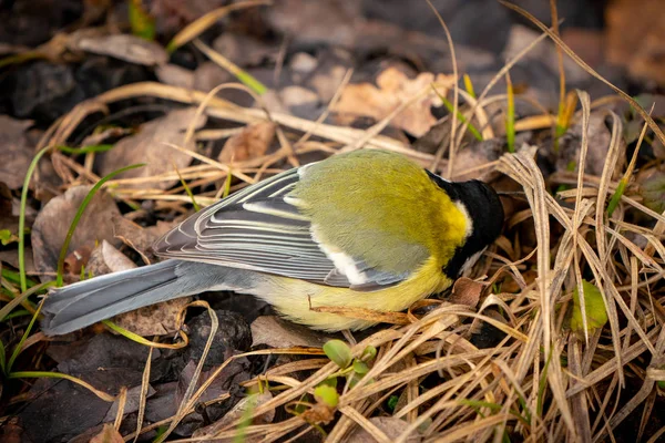 Gran Teta Barriga Amarilla Teta Primer Plano Retrato Pájaro Parus — Foto de Stock