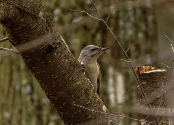 Grey Headed Eller Gråhårig Hackspett Kvinnlig Porträtt Picus Canus Fågelskådning — Stockfoto