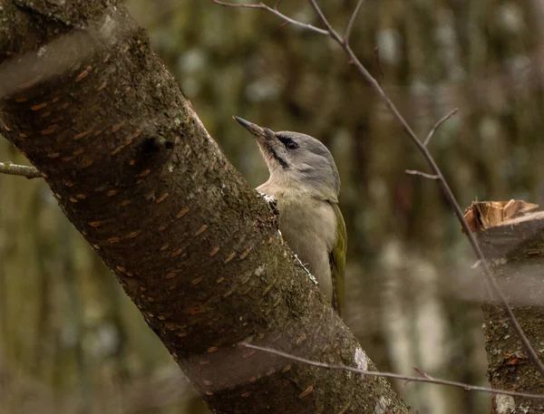 Grey Headed Eller Gråhårig Hackspett Kvinnlig Porträtt Picus Canus Fågelskådning — Stockfoto