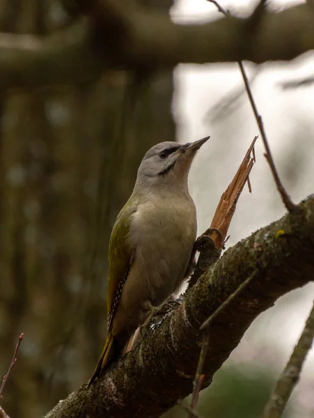 灰头或灰脸啄木鸟的女性肖像 Picus Canus 观鸟和野生动物摄影 免版税图库图片