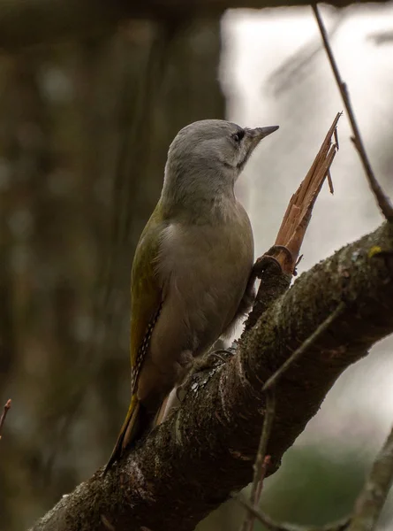 Graukopf Oder Graugesichtiges Spechtweibchen Porträt Picus Canus Vogelbeobachtung Und Tierfotografie lizenzfreie Stockfotos