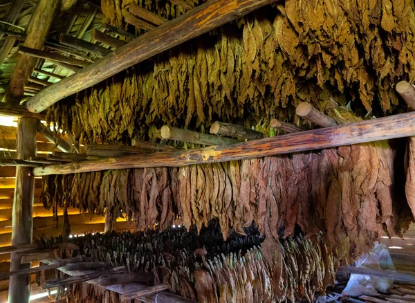 Tobacco shed inside or Tobacco barn for drying tobacco leaves in Cuba, Pinar del Rio province