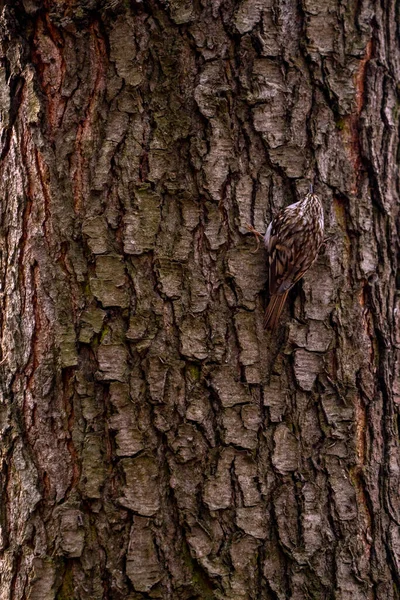 Ευρασιατικό Treecreeper Κοινό Treecreeper Κάθεται Κορμό Δέντρου Παρατήρηση Πουλιών Και Εικόνα Αρχείου