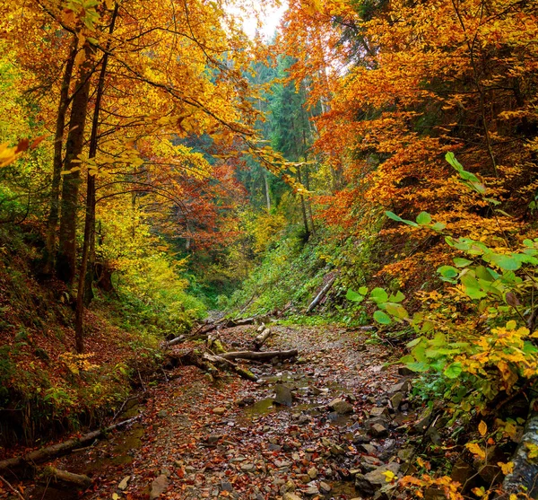 Autumn Forest Trees Thicket Mountains Carpathian Mountains — Stock Photo, Image