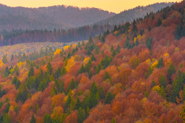 Осенние Лесные Деревья Горах Панорамные Деревья Карпатах — стоковое фото