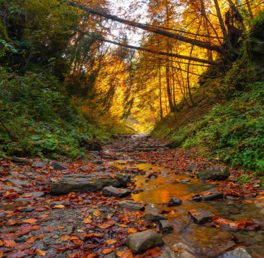 Karpatya dağlarındaki dağlarda sonbahar ormanı ağaçları.