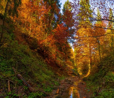 Karpatya dağlarındaki dağlarda sonbahar ormanı ağaçları.