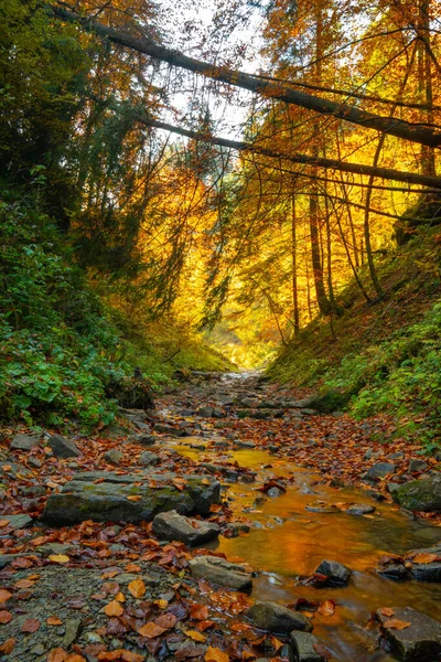 Höstskog Träd Snår Bergen Karpaterna — Stockfoto