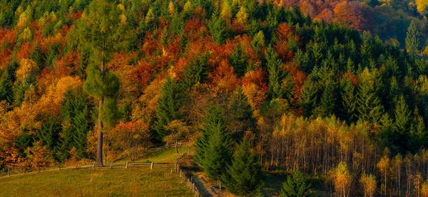 Herbstlaubbäume Den Bergen Wiese Mit Heuhaufen Und Wald Den Karpaten — Stockfoto