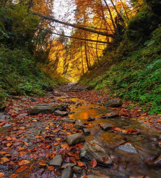カルパチア山脈の山々には秋の森の木々が茂っています — ストック写真