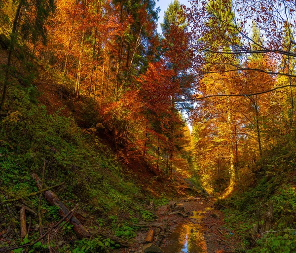 カルパチア山脈の山々には秋の森の木々が茂っています — ストック写真