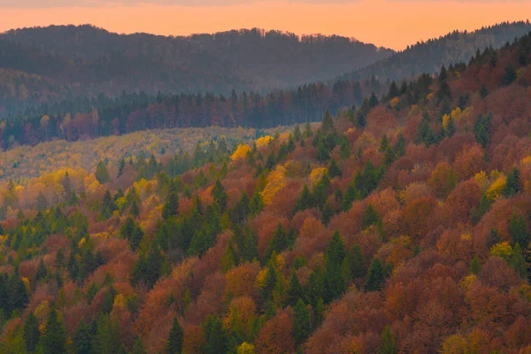 Осенние Лесные Деревья Горах Панорамные Деревья Карпатах — стоковое фото