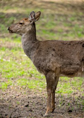 Sika geyiği Cervus nippon benekli geyik dişi portresi olarak da bilinir. Vahşi yaşam ve hayvan fotoğrafı. Japon geyiği
