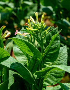 Küba 'da tütün ekimi çiçek açıyor. Yaprakların ve çiçeklerin yakın çekimi