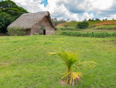 Küba, Pinar del Rio eyaletinde tütün yaprakları kurutmak için tütün döken veya Tütün ahır