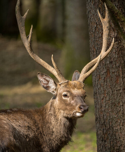 Sika deer Cervus nippon also known as the spotted deer male portrait. Wildlife and animal photo. Japanese deer