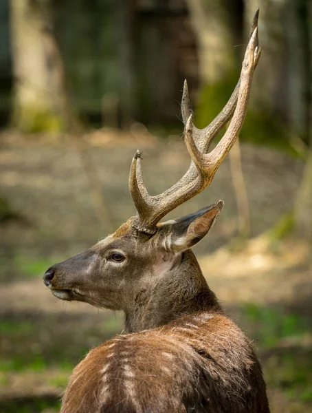 Sika Deer Cervus Nippon Also Known Spotted Deer Male Portrait — Stock Photo, Image