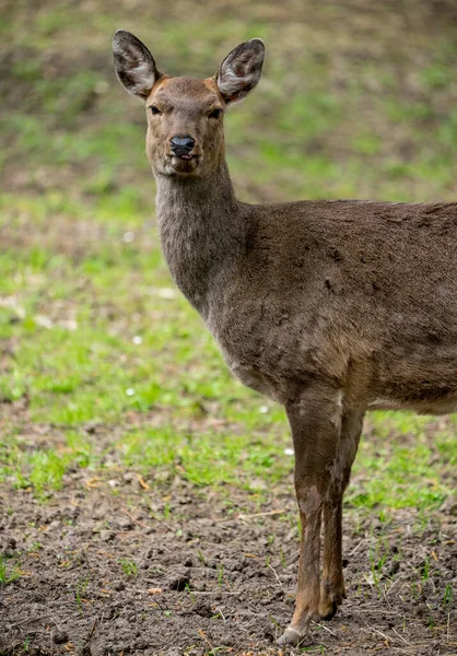Sika Cervo Cervus Nippon Também Conhecido Como Veado Manchado Retrato — Fotografia de Stock