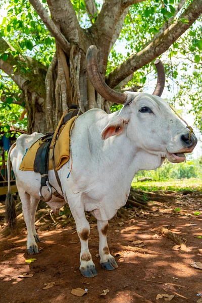 Cow Saddle Riding Tourists Pinar Del Rio Vinales Cuba — Stock Photo, Image