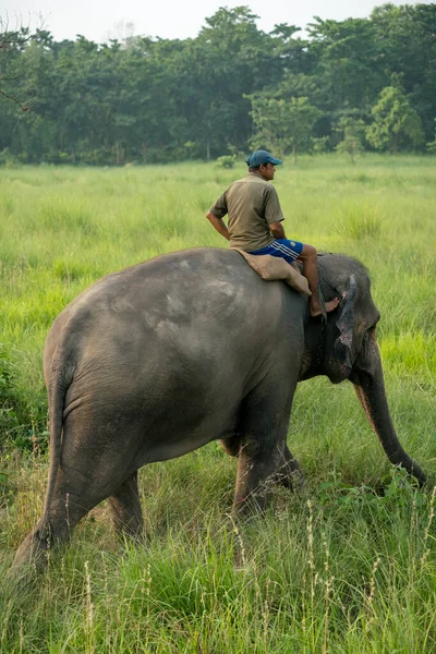 Mahout或骑大象的骑手骑着一头母象 野生动物和乡村照片 亚洲象作为家畜 尼泊尔奇旺国家公园 May 2018 — 图库照片