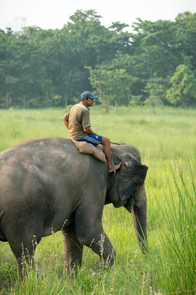 Mahout Eller Elefantryttare Rider Kvinnlig Elefant Vilt Och Lantligt Foto — Stockfoto