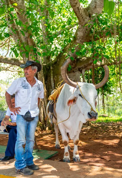 Man Cow Saddle Riding Tourists Pinar Del Rio Vinales Cuba — Stock Photo, Image