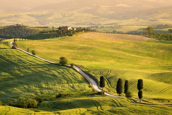 Κυπαρίσσια κατά μήκος μονομάχος δρόμο strada bianca στην Τοσκάνη — Φωτογραφία Αρχείου