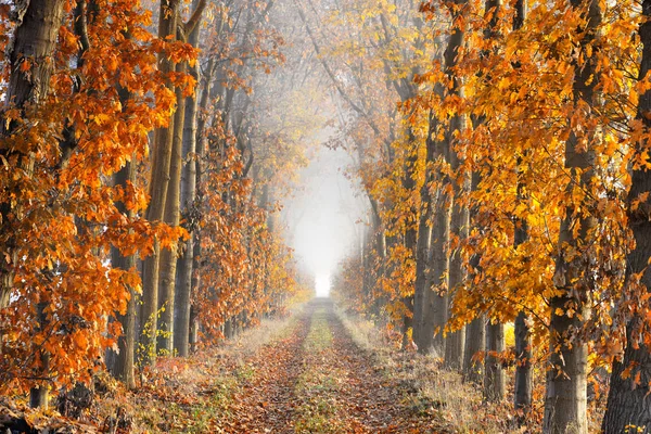 Perspective ruelle par une matinée brumeuse en automne — Photo