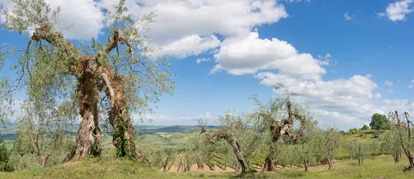 橄榄树在托斯卡纳全景 — 图库照片