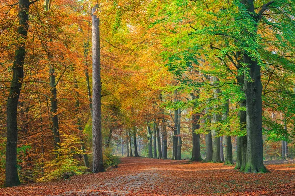 Färgerna på en höst skog — Stockfoto