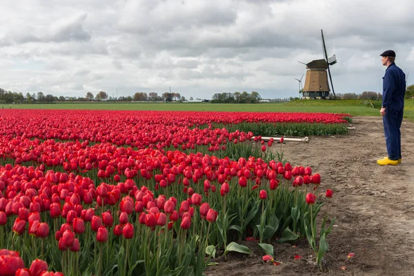 Granjero inspeccionando sus tulipanes frente a un molino de viento — Foto de Stock