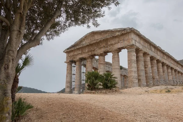 Römischer Tempel unter Olivenbaum in Segesta — Stockfoto