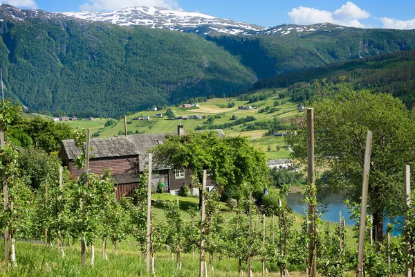 Fruit trees on the hills around the fjord of Hardanger, Norway — Stock Photo, Image