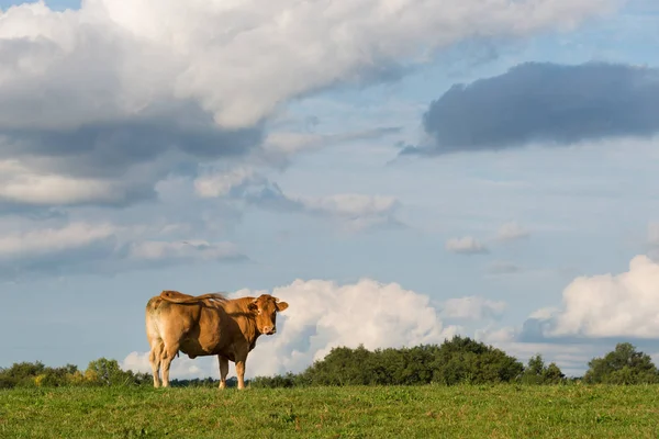 Blonde d'Aquitaine beef cow on a meadow watching — Stock Photo, Image