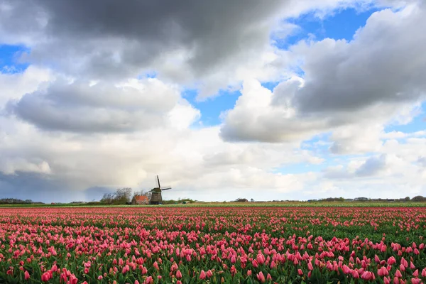 Nagy felhők rózsaszín tulipánok és egy szélmalom — Stock Fotó
