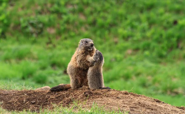 Mulher marmota com jovens — Fotografia de Stock