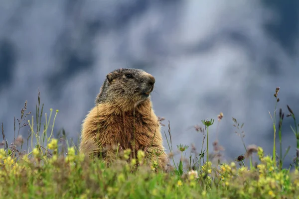 Jovem marmota no prado alpino — Fotografia de Stock