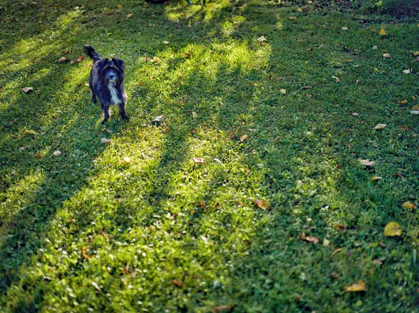Маленькая собака на зеленом лугу — стоковое фото