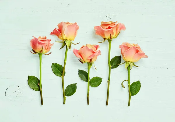 Rosas rosadas sobre fondo azul de madera — Foto de Stock