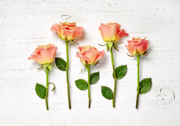 Rose rosa su sfondo bianco in legno — Foto Stock