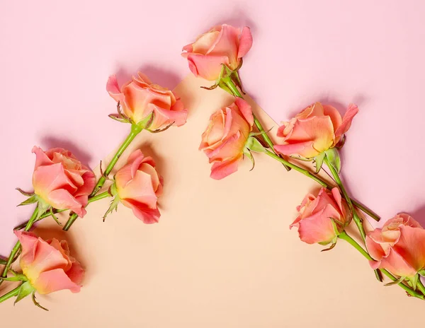 Rosas rosadas sobre fondo de papel colorido —  Fotos de Stock