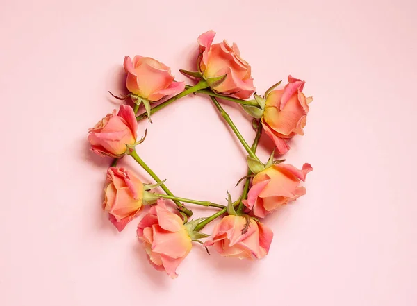 ピンクの背景のピンクのバラ — ストック写真
