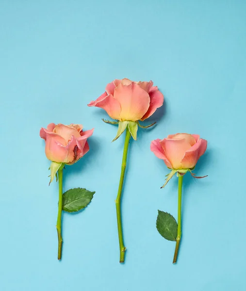 Rosas rosadas sobre fondo azul —  Fotos de Stock