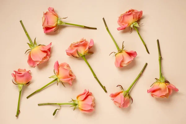 Rosas rosadas sobre fondo beige — Foto de Stock